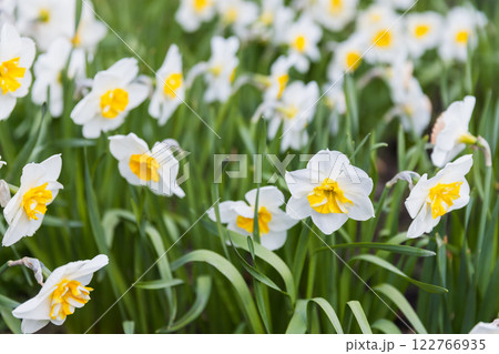 White Narcissus flowers with yellow central petals grow in a garden White Narcissus flowers with yellow central petals grow in a garden 122766935