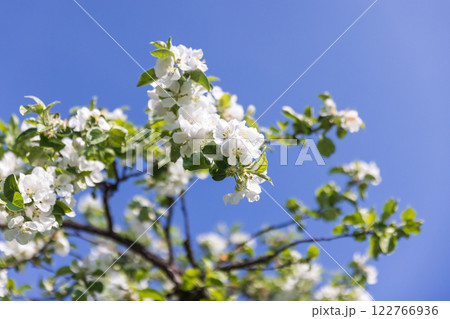 Apple tree in bloom, white flowers on branches are under blue sky 122766936