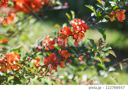 Branches with bright red flowers, close-up photo with selective focus 122766937