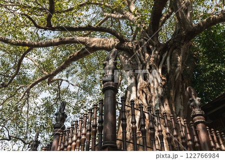 An old tree grows at the Gangaramaya Temple garden. Colombo, Sri Lanka An old tree grows at the Gangaramaya Temple garden. Colombo, Sri Lanka 122766984