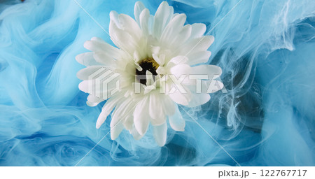 Flower smoke. Ink water flow. Blue color mist texture cloud floating over white daisy petals fantasy nature abstract art background. Flower smoke. Ink water flow. Blue color mist texture cloud floating over white daisy petals fantasy nature abstract art background. 122767717
