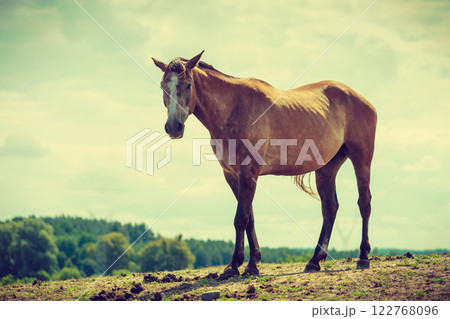 Brown wild horse on meadow idyllic field 122768096