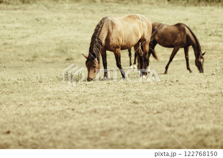 Two brown wild horses on meadow field Two brown wild horses on meadow field 122768150
