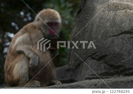 子供を抱きしめるニホンザル 122768293