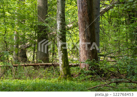 Autumnal natural deciduous forest 122768453