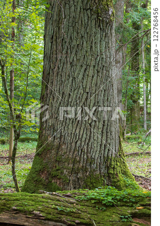 Moss wraped broken english oak tree Moss wraped broken english oak tree 122768456
