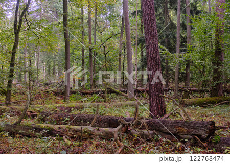 Deciduous stand with hornbeams and old pine trees 122768474