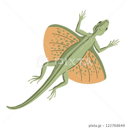 Lizard flying dragon on white background 122768649