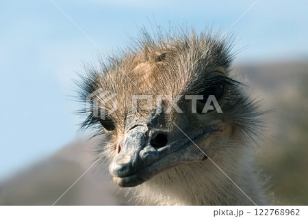 African ostrich (lat. - Struthio camelus) in the Yotvata Hai-Bar Nature Reserve 122768962