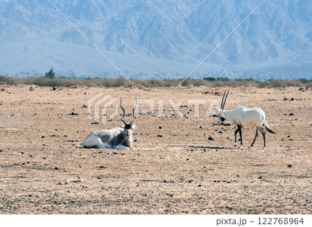 Addax (Addax nasomaculatus) and scimitar oryx (Oryx dammah) in the Yotvata Hai-Bar Nature Reserve Addax (Addax nasomaculatus) and scimitar oryx (Oryx dammah) in the Yotvata Hai-Bar Nature Reserve 122768964