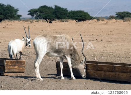 Addax (Addax nasomaculatus) and scimitar oryx (Oryx dammah) in the Yotvata Hai-Bar Nature Reserve Addax (Addax nasomaculatus) and scimitar oryx (Oryx dammah) in the Yotvata Hai-Bar Nature Reserve 122768966