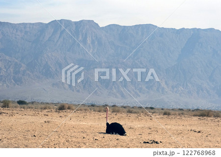 African ostrich (lat. - Struthio camelus) in the Yotvata Hai-Bar Nature Reserve 122768968