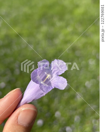 ジンバブエ　ジャカランダの花 122769081