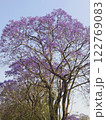 ジンバブエ　ジャカランダの花 122769083