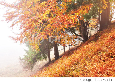 Majestic landscape with autumn trees in misty forest. Carpathian, Ukraine, Europe. Beauty world Majestic landscape with autumn trees in misty forest. Carpathian, Ukraine, Europe. Beauty world 122769414