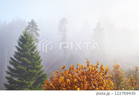 Morning fog creeps with scraps over autumn mountain forest covered in gold leaves 122769430