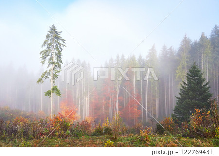 Beautiful morning fog and sunbeams in the autumn pine forest 122769431