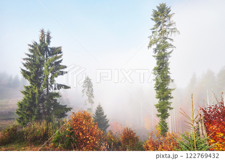 Morning fog creeps with scraps over autumn mountain forest covered in gold leaves 122769432