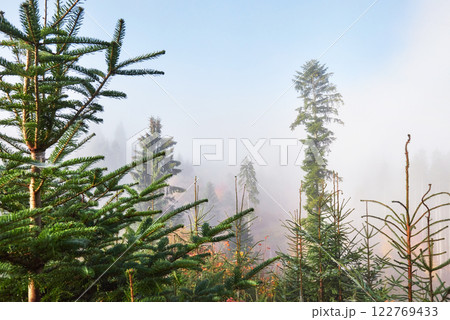 Misty beech forest on the mountain slope in a nature reserve 122769433