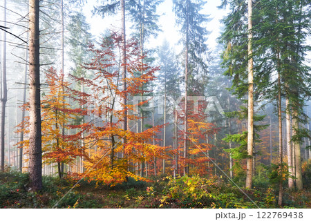 Beautiful morning in the misty autumn forest with majestic colored trees Beautiful morning in the misty autumn forest with majestic colored trees 122769438