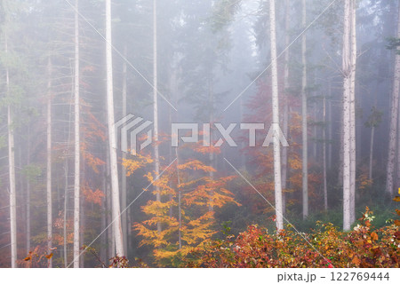 Beautiful morning in the misty autumn forest with majestic colored trees 122769444