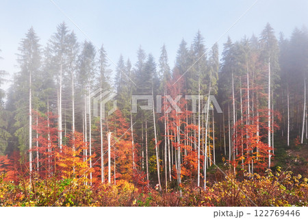 Beautiful morning in the misty autumn forest with majestic colored trees 122769446