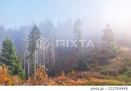 Beautiful morning in the misty autumn forest with majestic colored trees Beautiful morning in the misty autumn forest with majestic colored trees 122769448