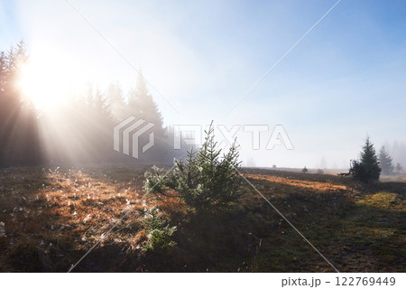 Beautiful morning fog and sunbeams in the autumn pine forest Beautiful morning fog and sunbeams in the autumn pine forest 122769449