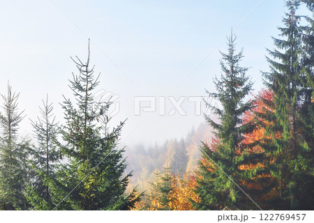 Beautiful morning in the misty autumn forest with majestic colored trees 122769457