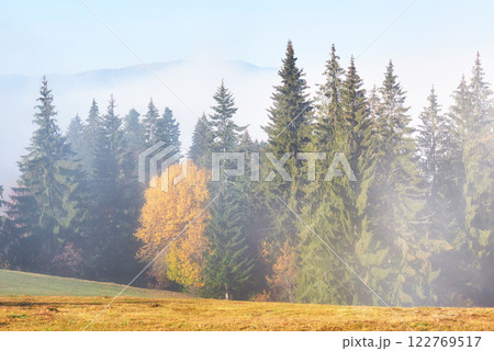 Beautiful morning fog and sunbeams on the mountain slope in the autumn pine forest 122769517