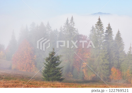 Beautiful morning fog and sunbeams on the mountain slope in the autumn pine forest Beautiful morning fog and sunbeams on the mountain slope in the autumn pine forest 122769521