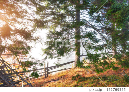 Beautiful morning fog and sunbeams in the autumn pine forest Beautiful morning fog and sunbeams in the autumn pine forest 122769535