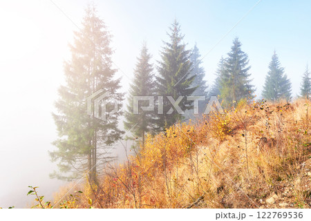 birch forest in sunny afternoon while autumn season. Autumn Landscape. Ukraine. birch forest in sunny afternoon while autumn season. Autumn Landscape. Ukraine. 122769536