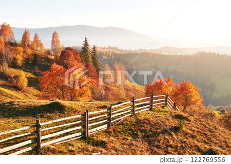 birch forest in sunny afternoon while autumn season. Autumn Landscape. Ukraine. birch forest in sunny afternoon while autumn season. Autumn Landscape. Ukraine. 122769556