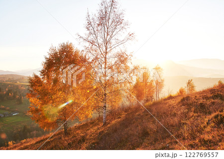 birch forest in sunny afternoon while autumn season. Autumn Landscape. Ukraine. 122769557