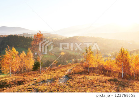 birch forest in sunny afternoon while autumn season. Autumn Landscape. Ukraine. 122769558