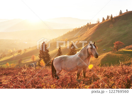 White Arabian horse graze on on the mountain slope at sundown in orange sunny beams. Carpathians, Ukraine, Europe 122769560