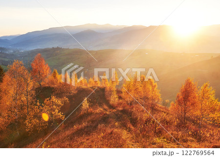 birch forest in sunny afternoon while autumn season. Autumn Landscape. Ukraine. 122769564