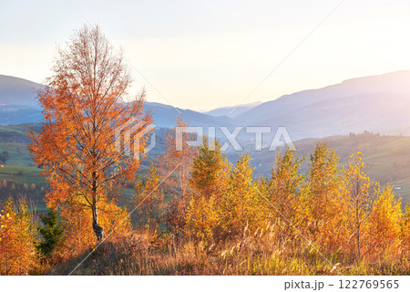 birch forest in sunny afternoon while autumn season. Autumn Landscape. Ukraine. 122769565
