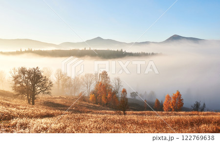 Majestic landscape with autumn trees in misty forest. Carpathian, Ukraine, Europe. Beauty world 122769638