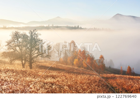 Shiny tree on a hill slope with sunny beams at mountain valley covered with fog. Gorgeous morning scene. Red and yellow autumn leaves. Carpathians, Ukraine, Europe. Discover the world of beauty Shiny tree on a hill slope with sunny beams at mountain valley covered with fog. Gorgeous morning scene. Red and yellow autumn leaves. Carpathians, Ukraine, Europe. Discover the world of beauty 122769640