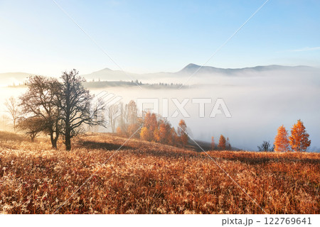 Shiny tree on a hill slope with sunny beams at mountain valley covered with fog. Gorgeous morning scene. Red and yellow autumn leaves. Carpathians, Ukraine, Europe. Discover the world of beauty 122769641