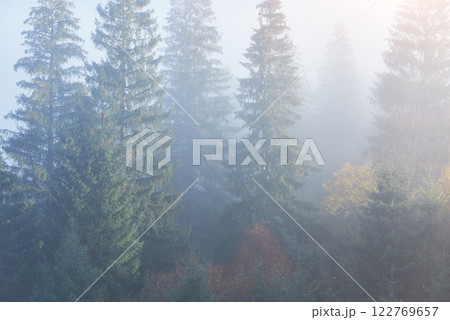 Misty beech forest on the mountain slope in a nature reserve 122769657