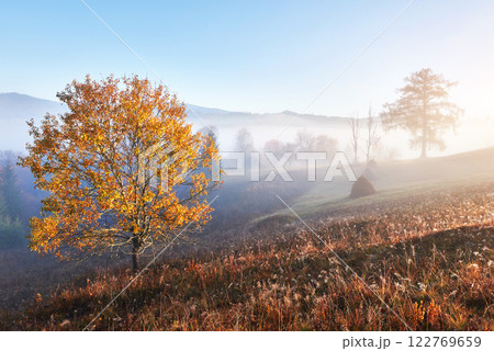 Shiny tree on a hill slope with sunny beams at mountain valley covered with fog. Gorgeous morning scene. Red and yellow autumn leaves. Carpathians, Ukraine, Europe. Discover the world of beauty Shiny tree on a hill slope with sunny beams at mountain valley covered with fog. Gorgeous morning scene. Red and yellow autumn leaves. Carpathians, Ukraine, Europe. Discover the world of beauty 122769659