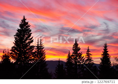Majestic sky, pink cloud against the silhouettes of pine trees in the twilight time. Carpathians, Ukraine, Europe. Discover the world of beauty 122769711