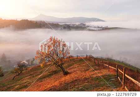 Shiny tree on a hill slope with sunny beams at mountain valley covered with fog. Gorgeous morning scene. Red and yellow autumn leaves. Carpathians, Ukraine, Europe. Discover the world of beauty 122769729