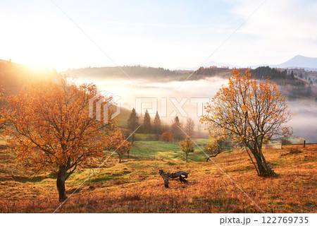 Shiny tree on a hill slope with sunny beams at mountain valley covered with fog. Gorgeous morning scene. Red and yellow autumn leaves. Carpathians, Ukraine, Europe. Discover the world of beauty Shiny tree on a hill slope with sunny beams at mountain valley covered with fog. Gorgeous morning scene. Red and yellow autumn leaves. Carpathians, Ukraine, Europe. Discover the world of beauty 122769735