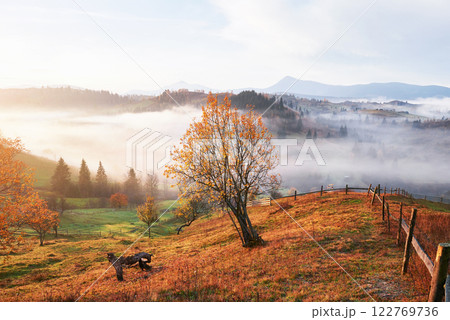 Shiny tree on a hill slope with sunny beams at mountain valley covered with fog. Gorgeous morning scene. Red and yellow autumn leaves. Carpathians, Ukraine, Europe. Discover the world of beauty Shiny tree on a hill slope with sunny beams at mountain valley covered with fog. Gorgeous morning scene. Red and yellow autumn leaves. Carpathians, Ukraine, Europe. Discover the world of beauty 122769736