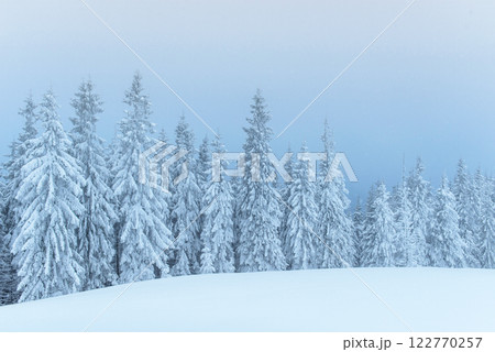 Frozen winter forest in the fog. Pine tree in nature covered with fresh snow Carpathian, Ukraine 122770257