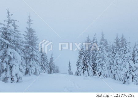 Frozen winter forest in the fog. Pine tree in nature covered with fresh snow Carpathian, Ukraine 122770258